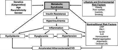 Disparities in Cardiovascular Disease and Type 2 Diabetes Risk Factors in Blacks and Whites: Dissecting Racial Paradox of Metabolic Syndrome